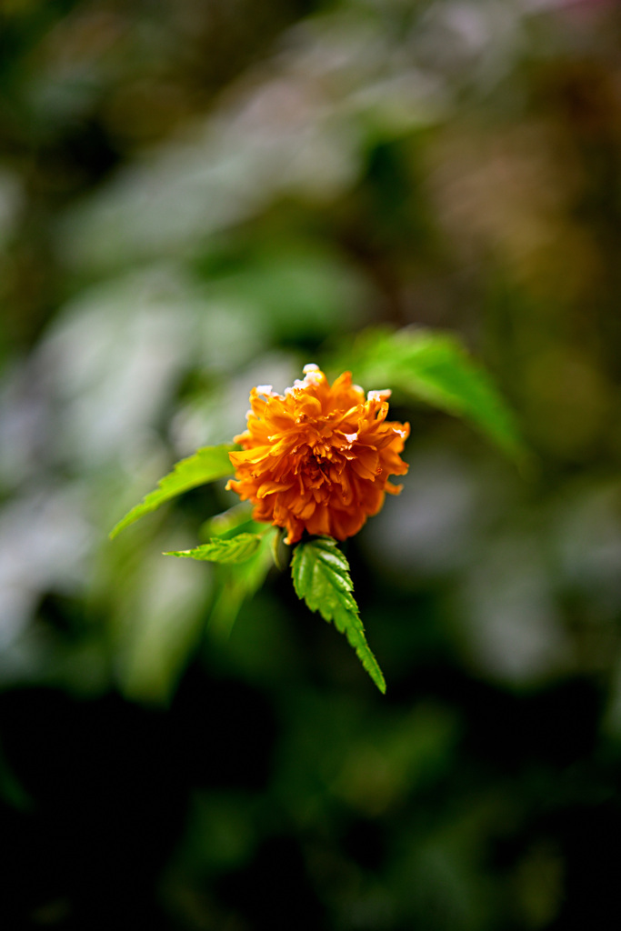 黄色の花