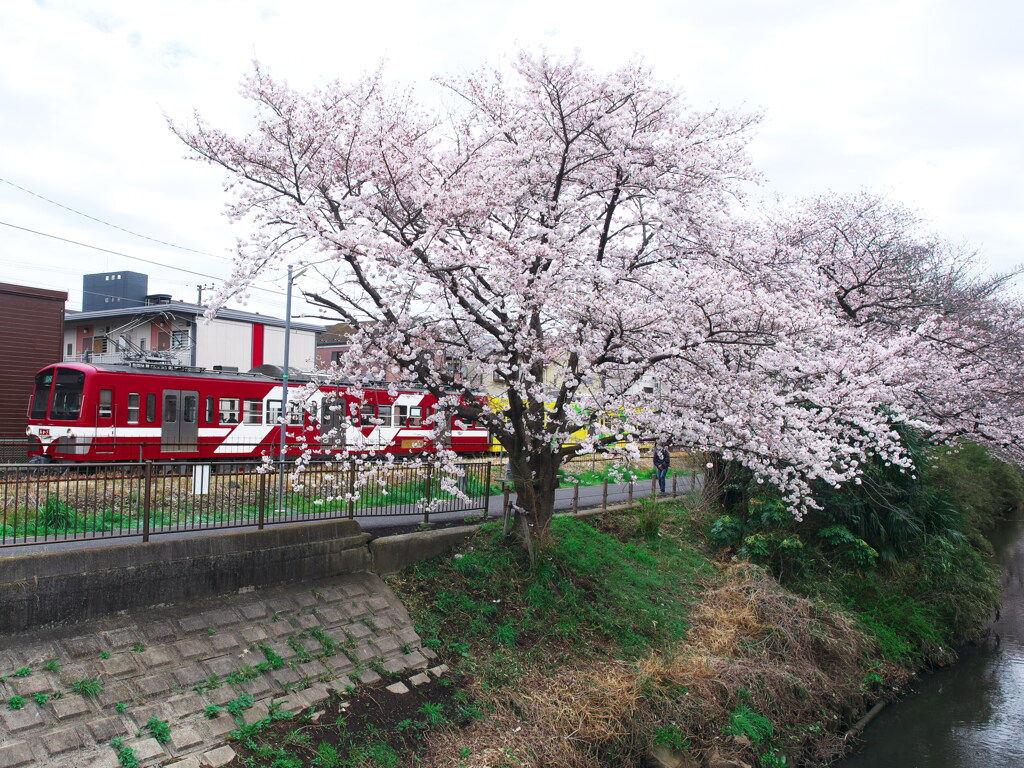 流山電鉄と桜