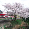 流山電鉄と桜