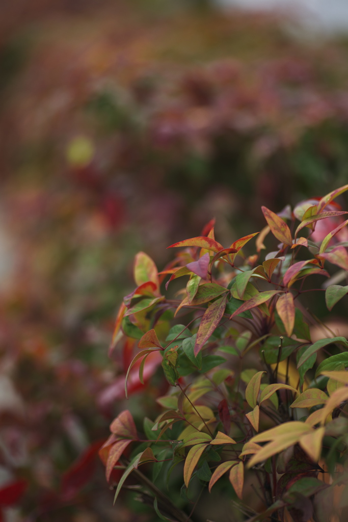 紅葉する草木