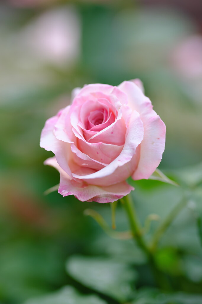 日比谷公園の薔薇　弐