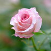 日比谷公園の薔薇　弐