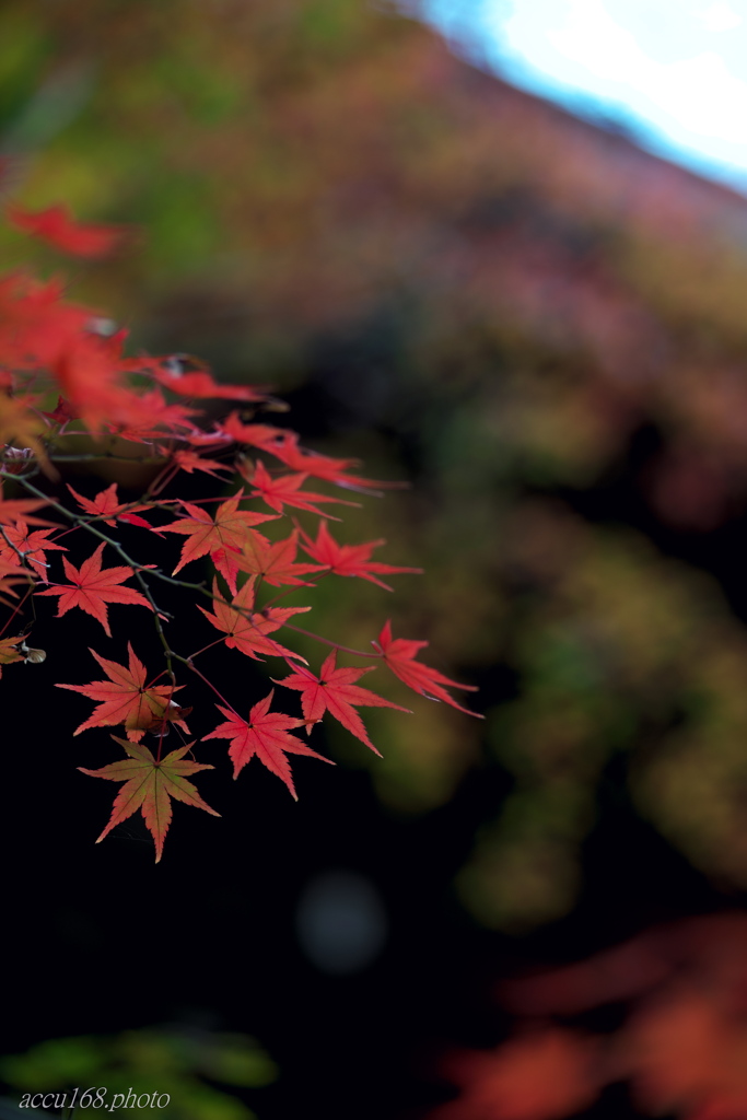 紅葉のいちぶ