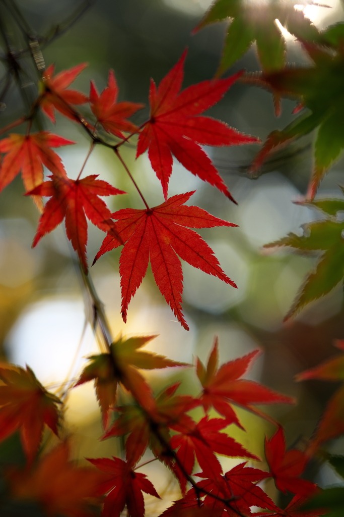 紅葉の境目