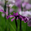 本土寺の菖蒲園_菖蒲の後ろ姿