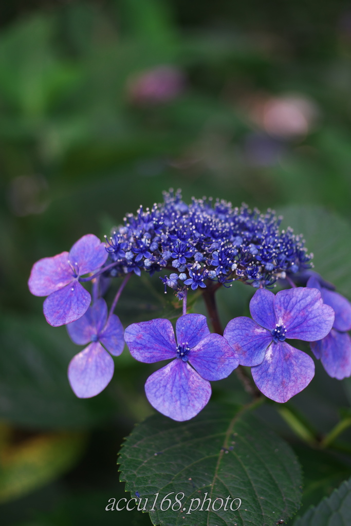 見頃終わりの紫陽花