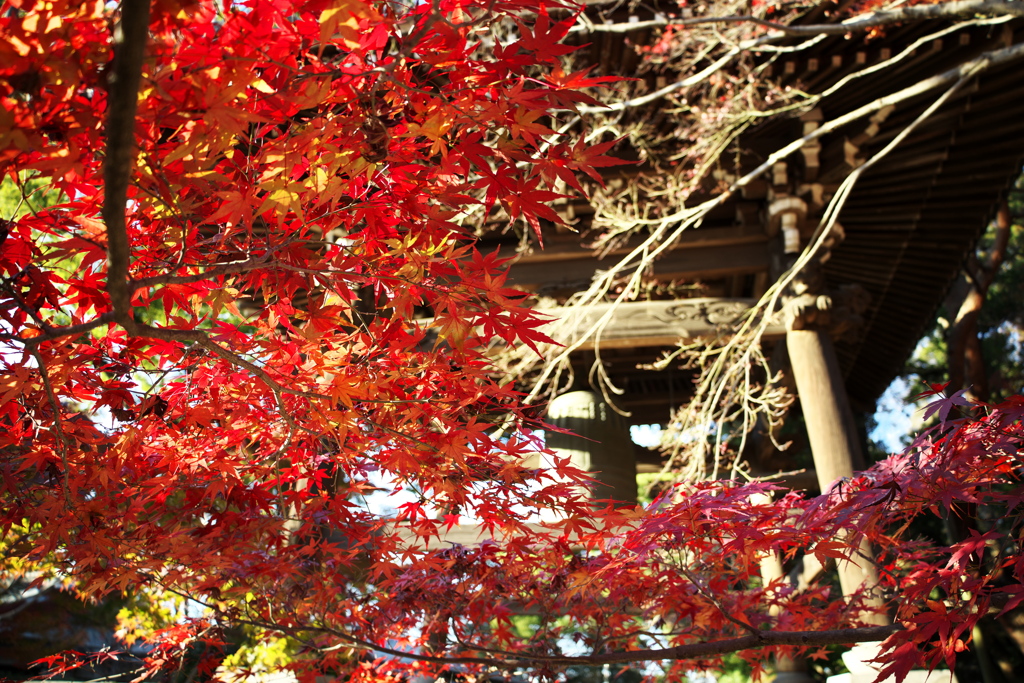 紅葉と鐘