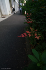 道端の紅葉