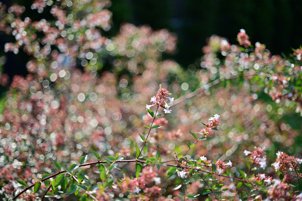 Nikonオールドレンズの玉ボケ_001
