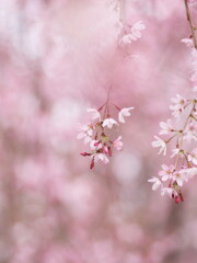 しだれ桜