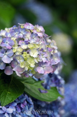 紫陽花の彩り