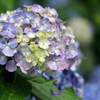 紫陽花の彩り