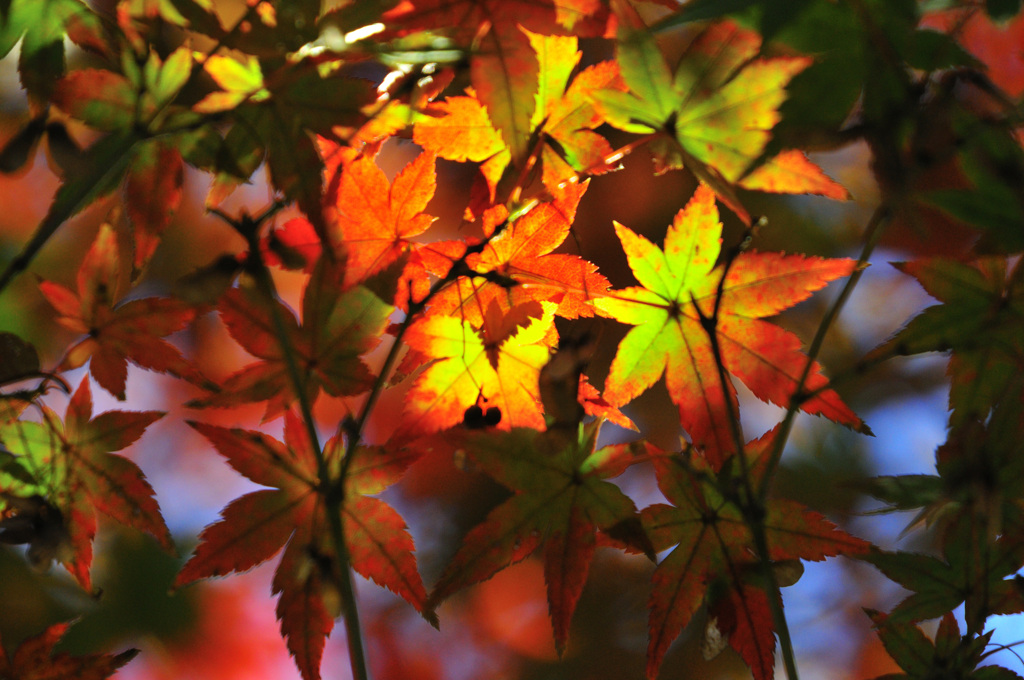 紅葉光注ぐ