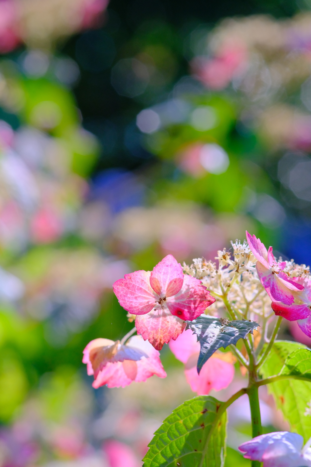 彩り豊かな紫陽花畑