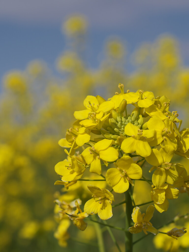 江戸川土手の菜の花