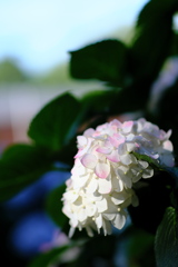 ほぼ白の紫陽花