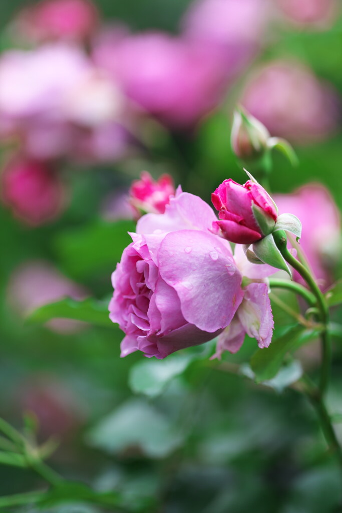 日比谷公園の薔薇　壱