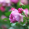 日比谷公園の薔薇　壱