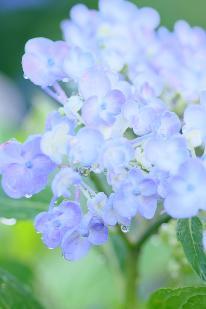 紫陽花と滴と