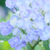 紫陽花と滴と