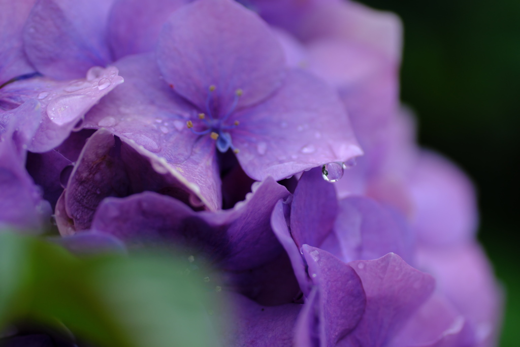 滴と紫陽花