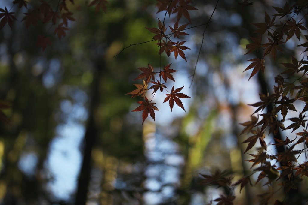 市川の森　弐