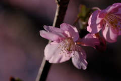 春の使者_河津桜