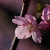 春の使者_河津桜