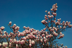 magnolia