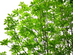 空にとける新緑