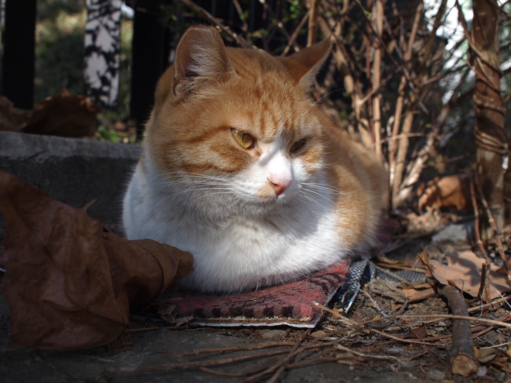 まだまだ寒いな