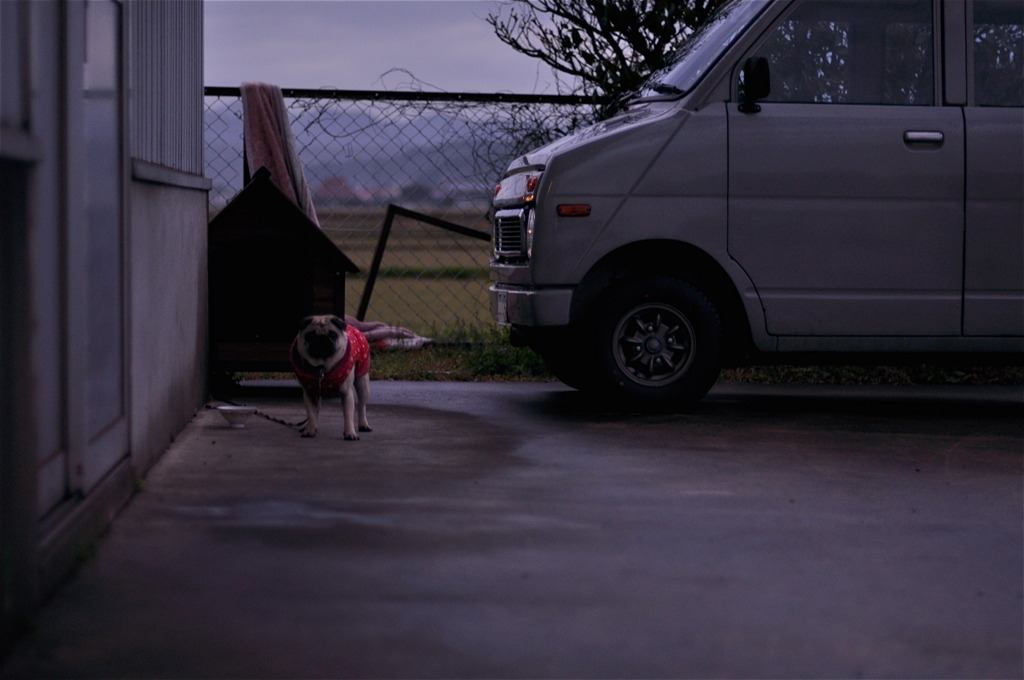 忠犬