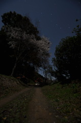 夜桜と空の柄杓