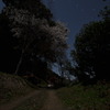夜桜と空の柄杓