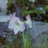 はな