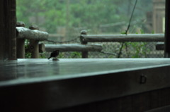 雨と小鳥と私