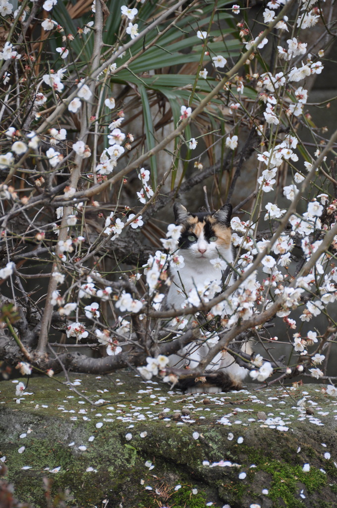 梅とチャッピー