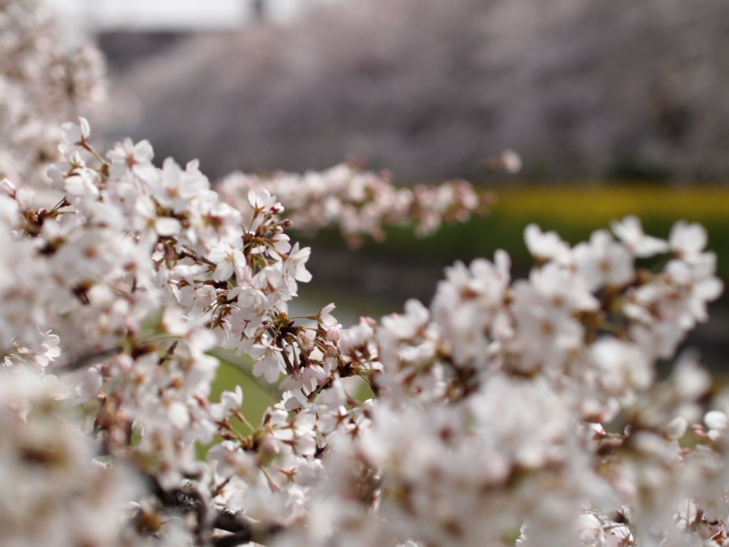 桜