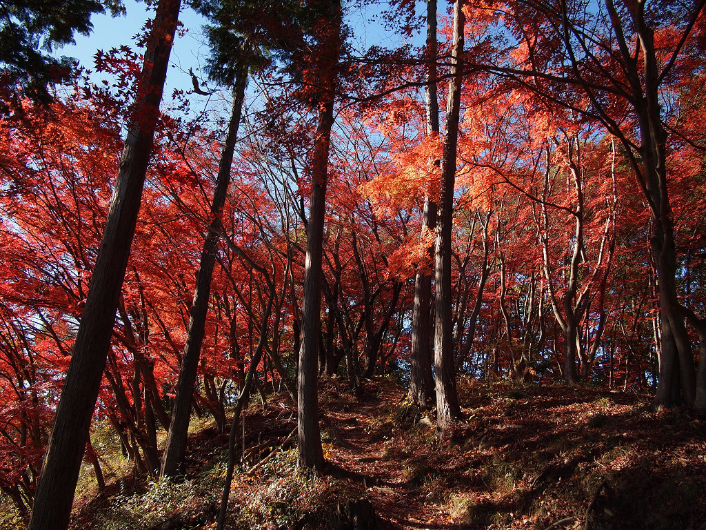 紅い山