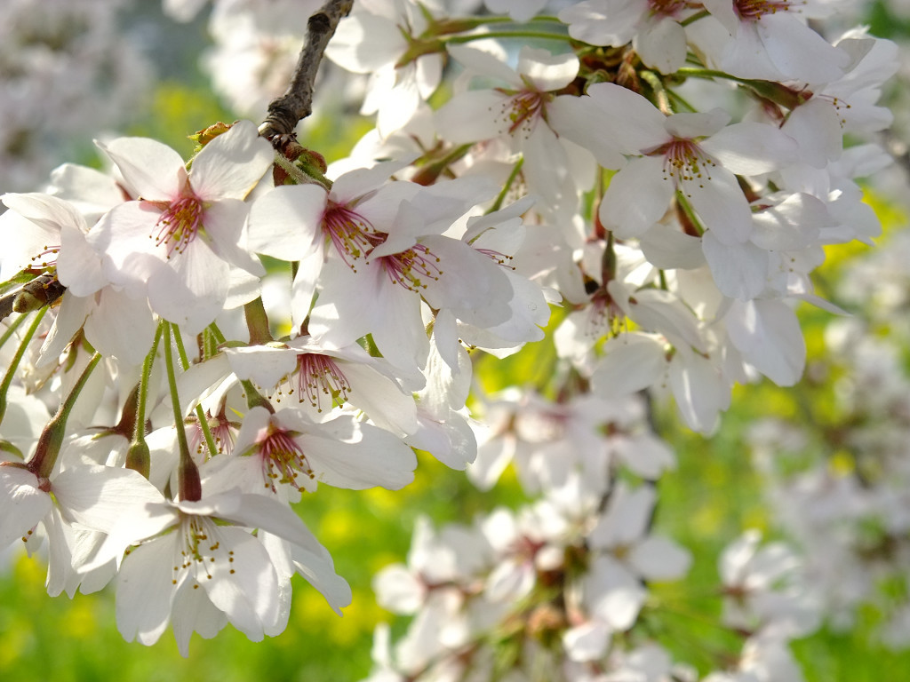 桜