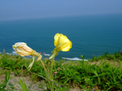 岸壁の花