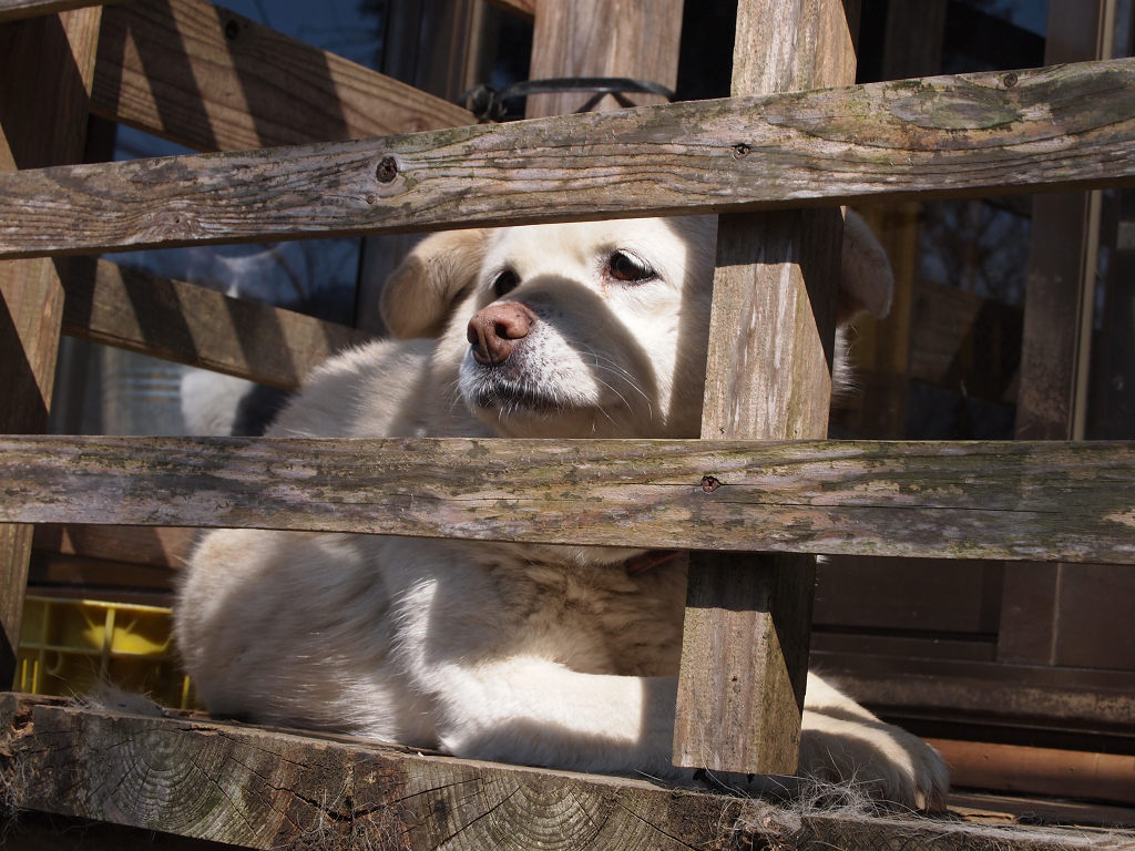 おじいさん犬