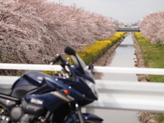バイクと桜並木