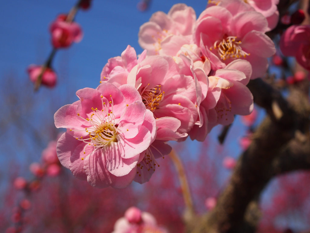 梅の花