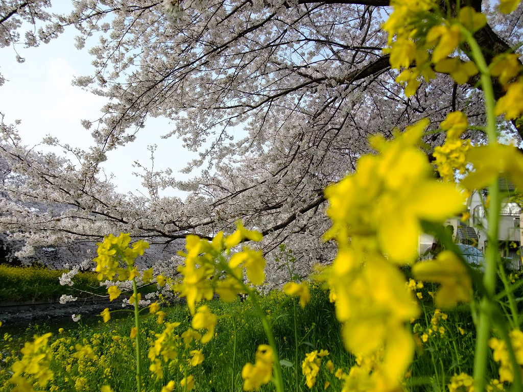 桜と菜の花