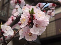 どんどん咲いてきます！