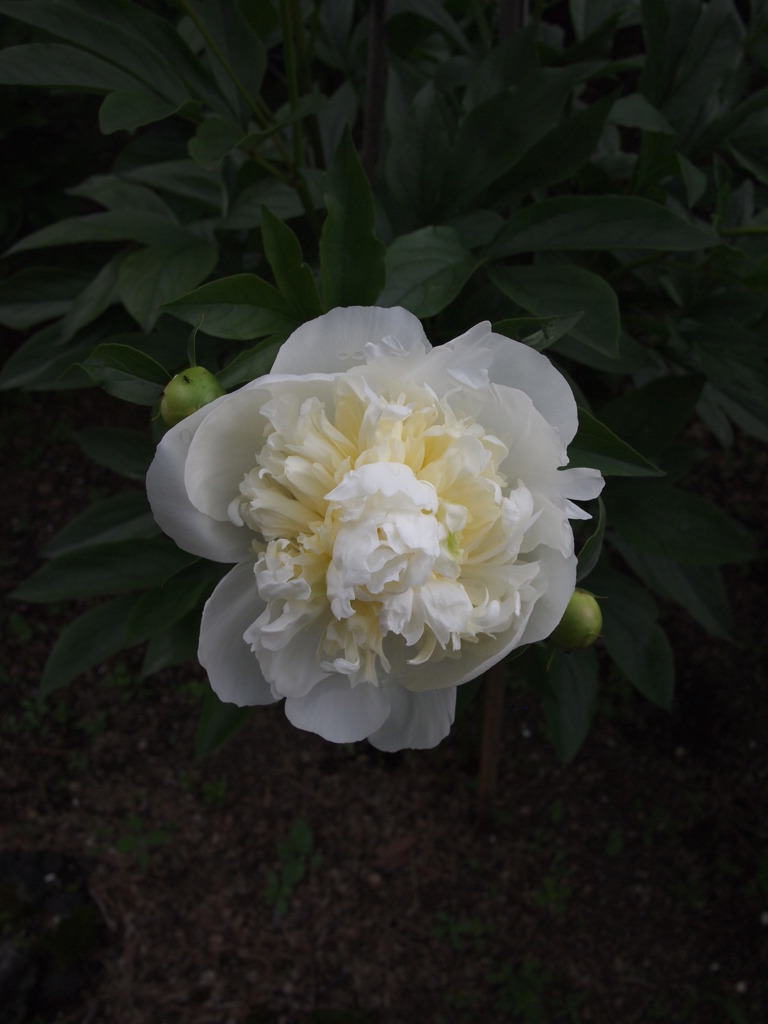 華