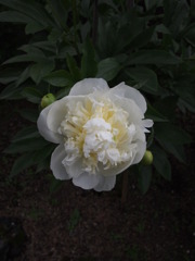 華