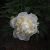 華