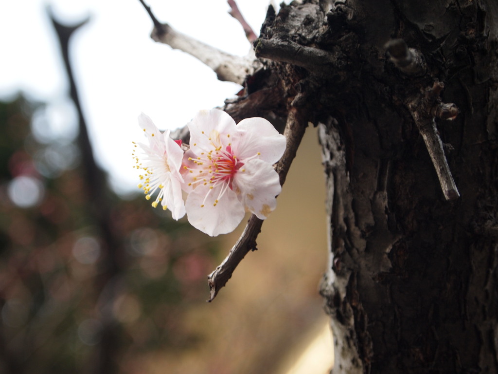 桜